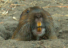 Load image into Gallery viewer, zoom product
