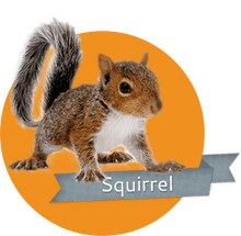 Load image into Gallery viewer, zoom product
